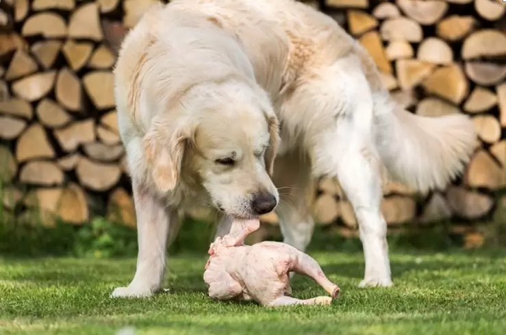 Dogs Eat Raw Chicken Bones