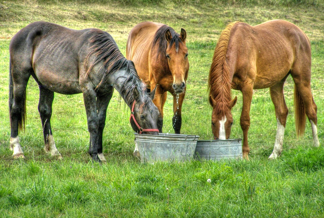 A Brief History of Horses Eat Grapes 