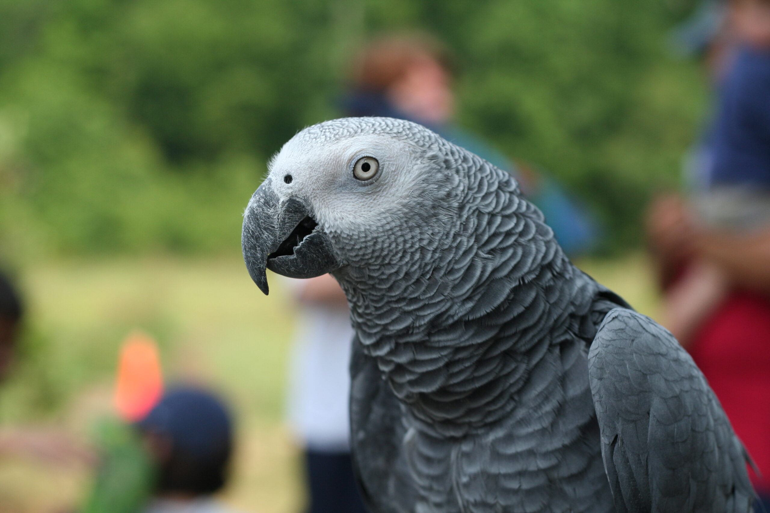 African Grey Parrot