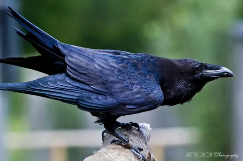 Caring for Raven As A Pet Long Term