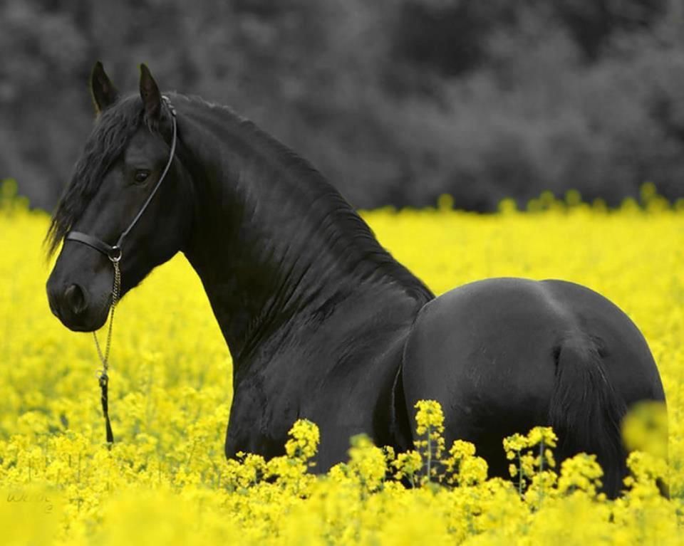 Horses Eat Grapes