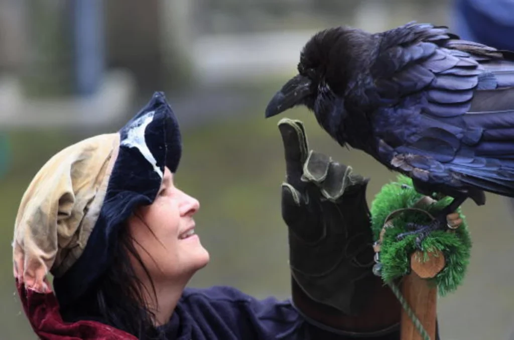 The Intelligent Appeal and Challenging Nature of Ravens As A Pet