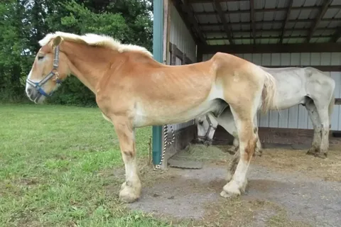 kidney frailer horse