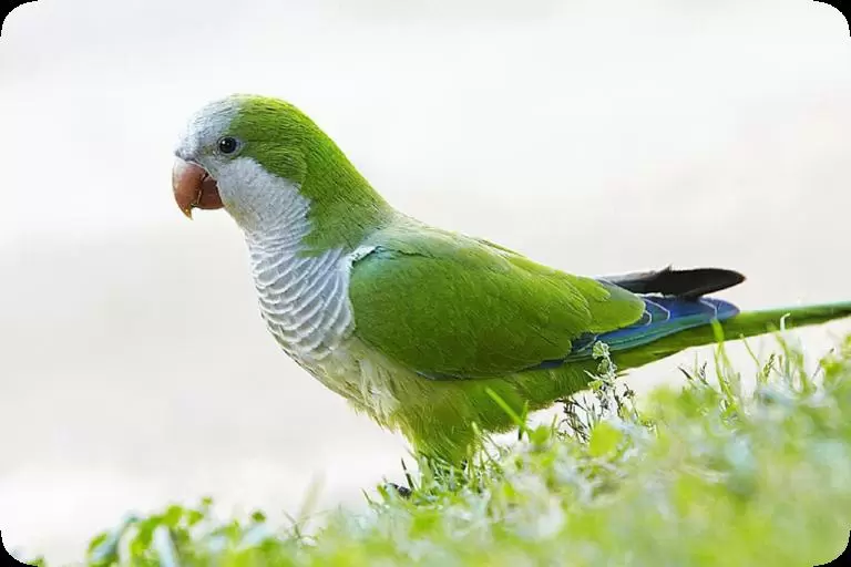 Quaker Parrots average life