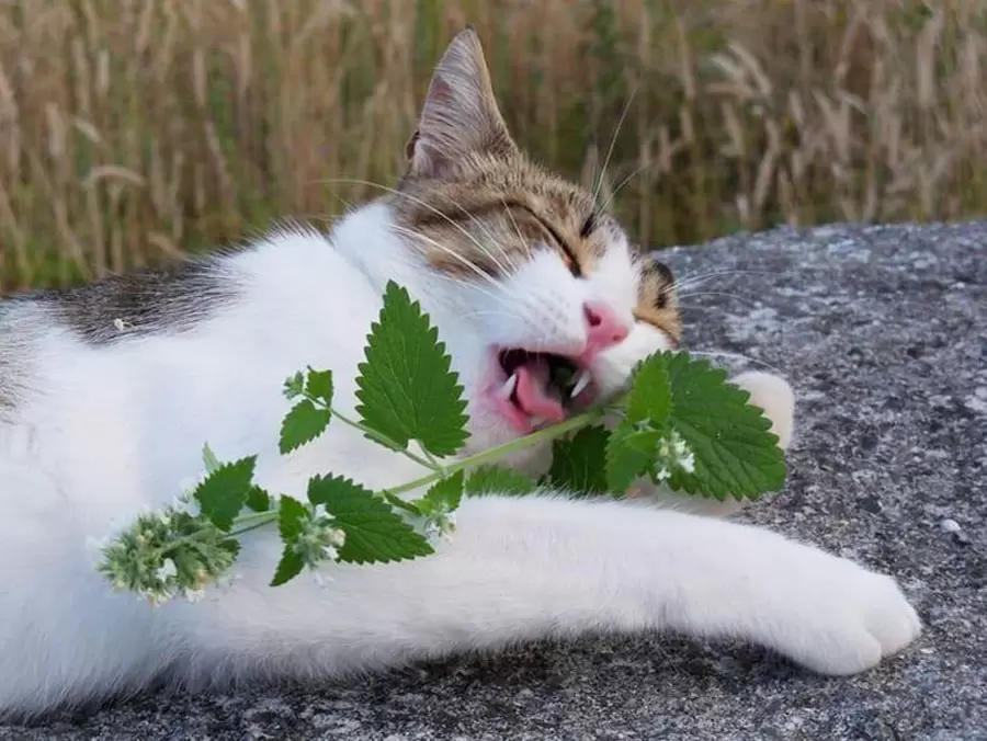 is peppermint safe for cats