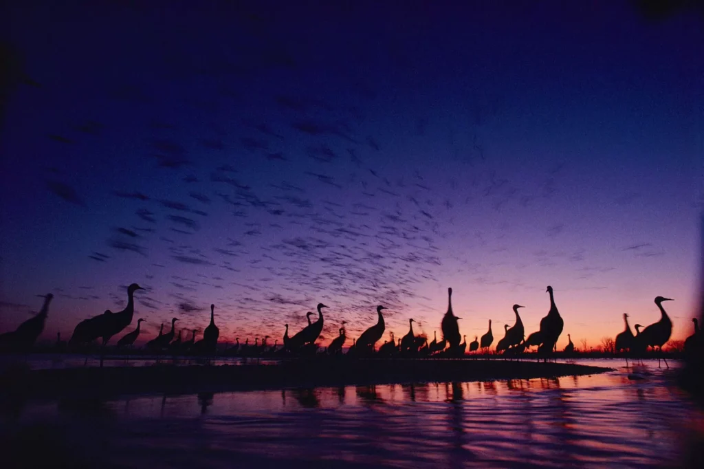 Sandhill Cranes Join the Night Parade