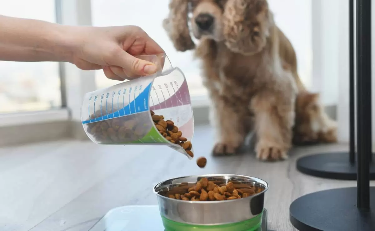 The Best Diet for Dogs with Epilepsy