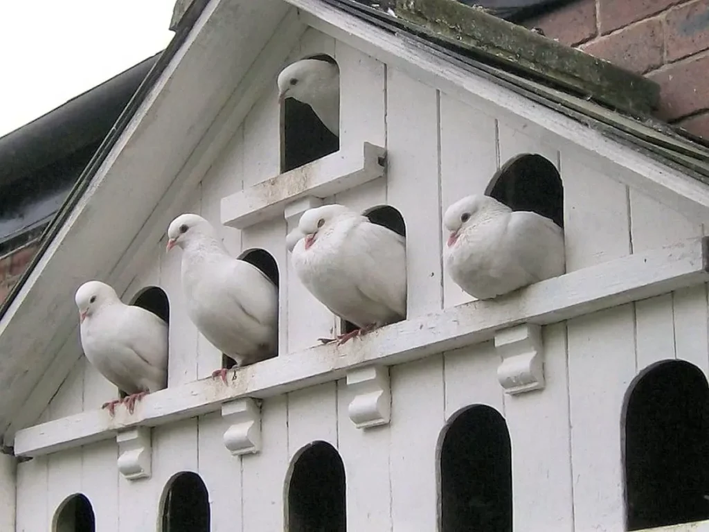 Establishing Ideal Housing for Pigeons Baby: