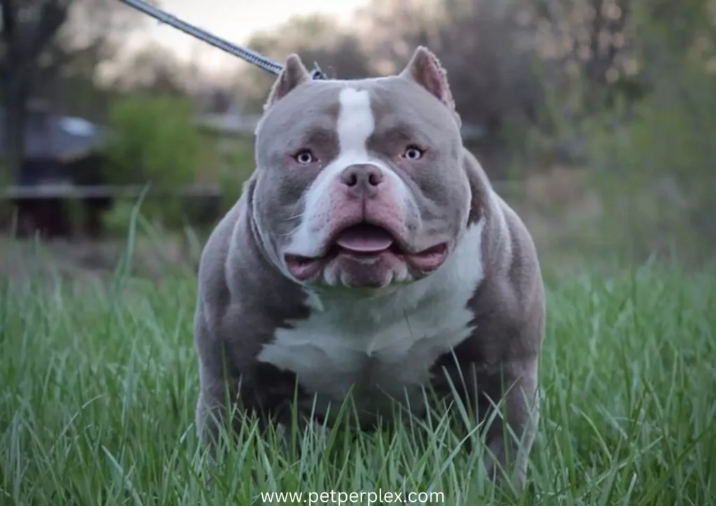 Pocket Bully breed