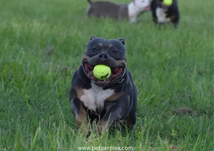 Training the Pocket Bully