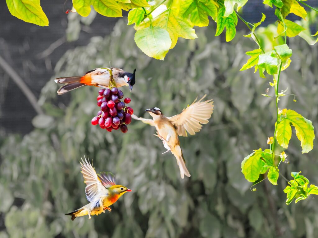 Birds Eat Grapes