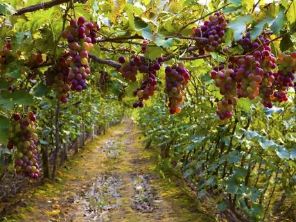 Personal Experience Feeding Grapes to Familiar Flocks