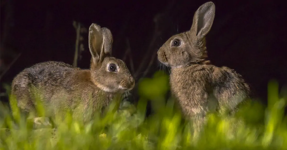 Rabbits See in the Dark