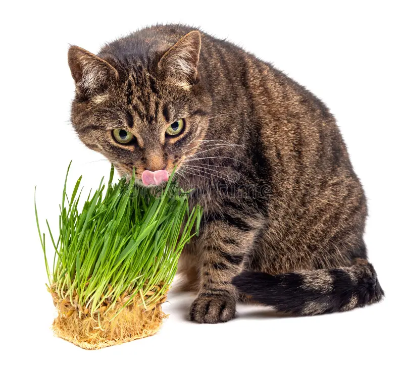 cats like sea moss