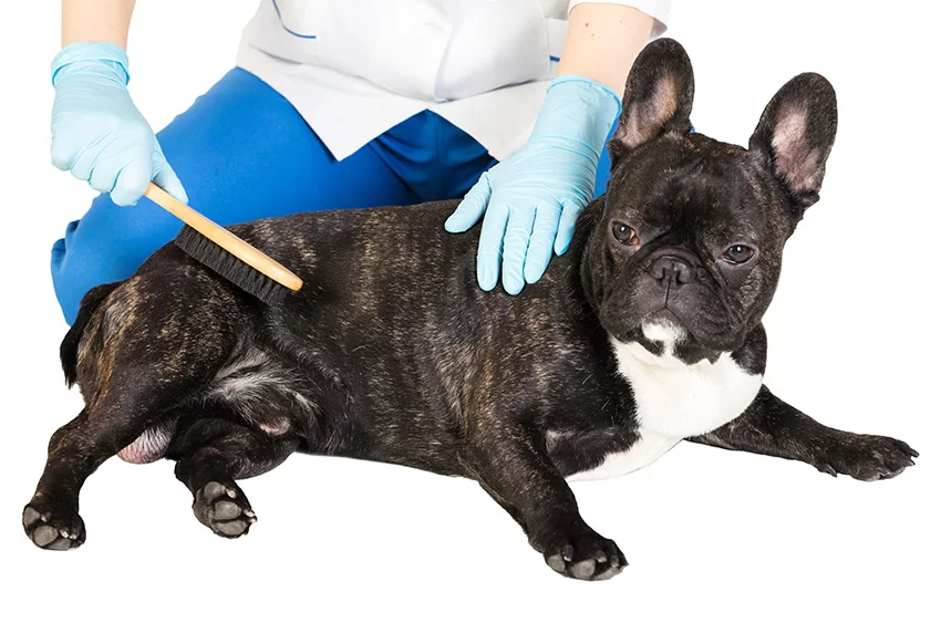 Evaluating Your Dog's Body Condition