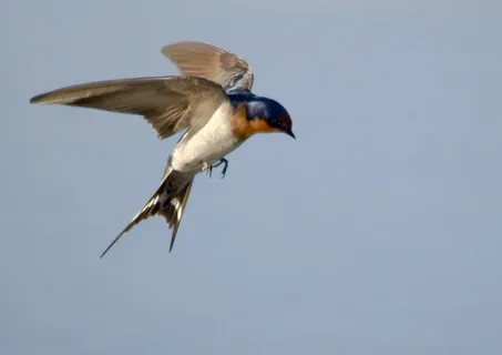 Swallows Lead the Way in Demonstrating