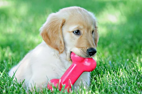 Common Signs of Puppy Teething Rings: