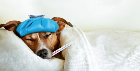 What Triggers a Dog's Nausea