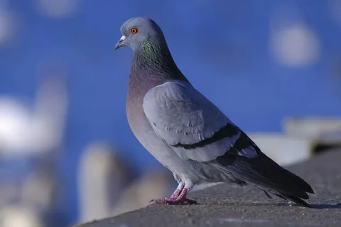 Evaluating a Pigeon's Baby Need for Assistance: