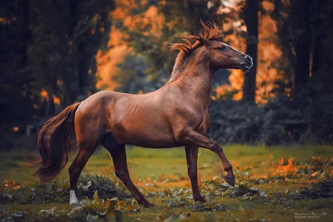 horse