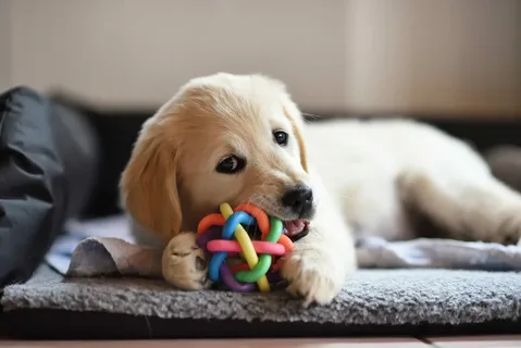 puppy teething rings