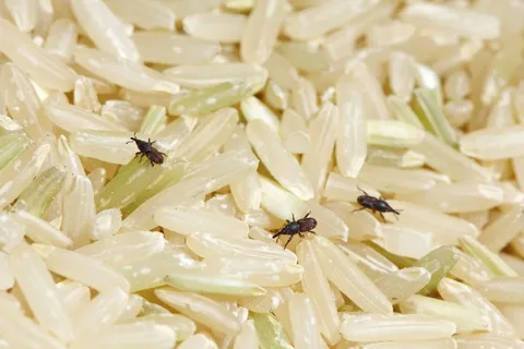 Identifying Common Pantry Pests/Cat Food