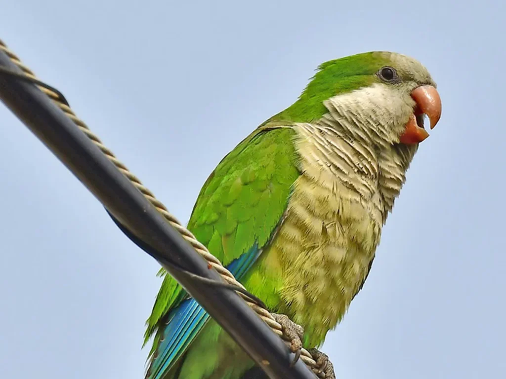 Signs of Aging in Quaker Parrots