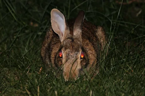 rabbits see in dark