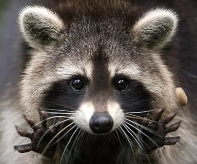 raccoon