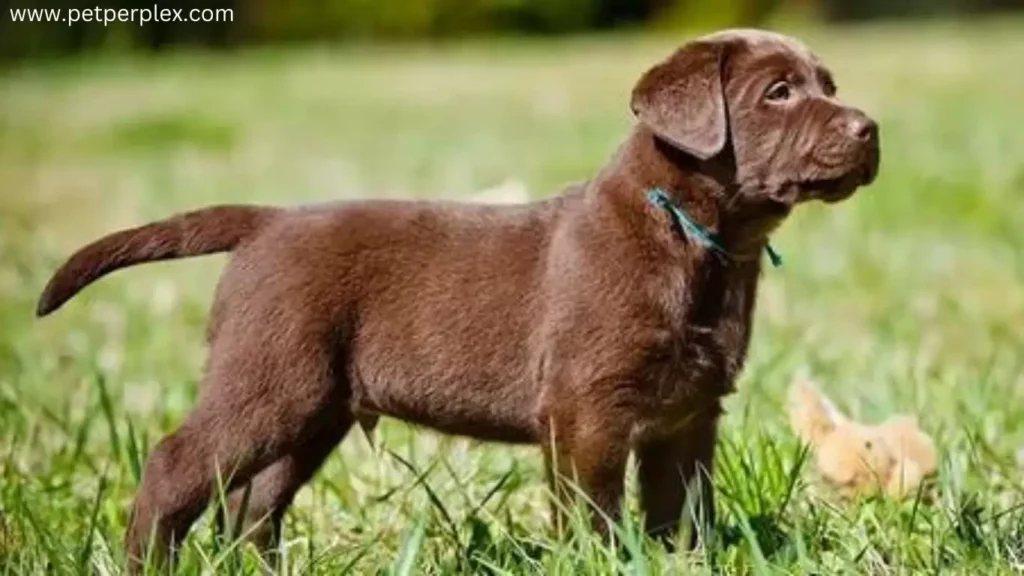 Miniature Labrador Retrievers