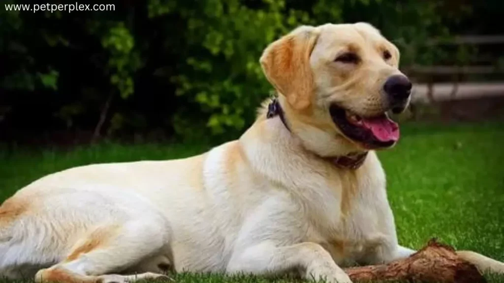 Understanding Miniature Labradors Retrievers