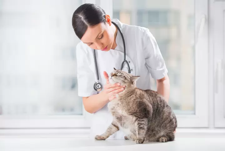 Veterinary Care