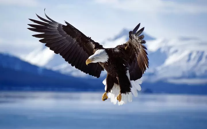 Circumstances that May Elicit an Eagle's Defense