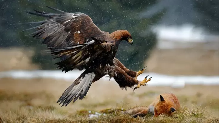 Understanding Eagle Behavior Minimizes Risk