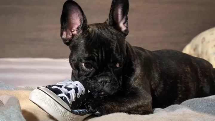 Destructive Chewing: A Common French Bulldog Behavior Issues