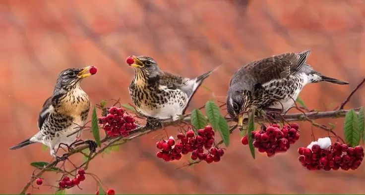 Birds not Eat Yanking Cherries