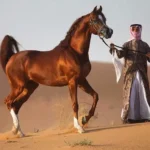 arabien hores