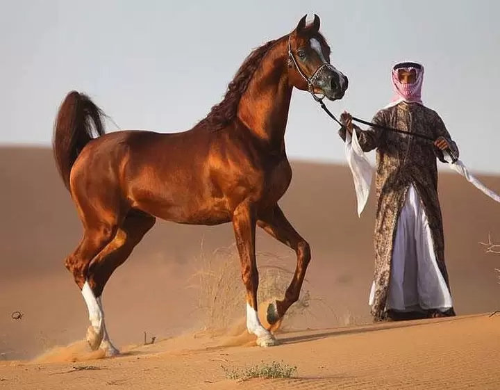 arabien hores