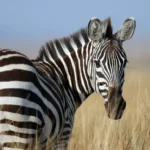 Zebra a Horse in Striped Pajamas