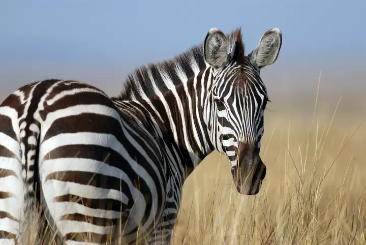 Zebra a Horse in Striped Pajamas