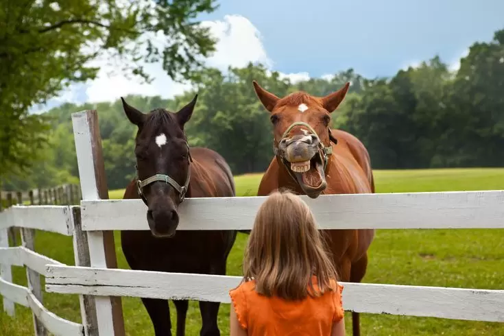 Horses Whinny and Neigh for Good Reasons