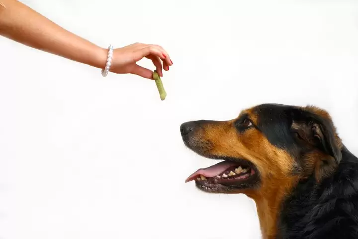 The Disadvantages of Dog Treats You Need to Know