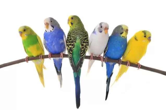 Budgies and Parakeets: Small but Powerful Talkers