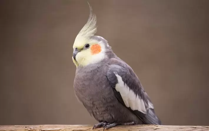 Cockatiels: Sweet Natured Vocal Antics