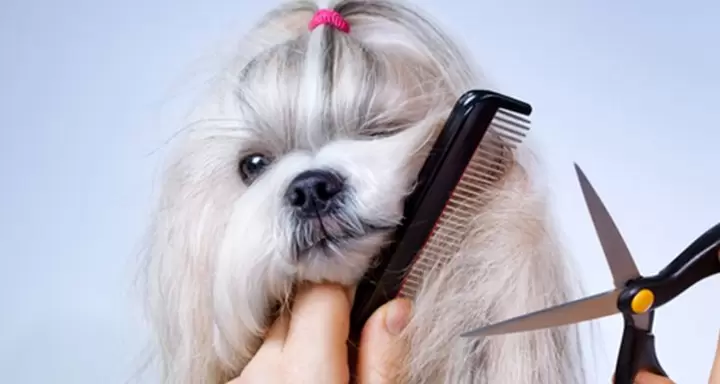 Dog Grooming Tips