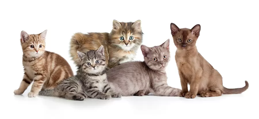 Top 5 Indoor Cat Breeds