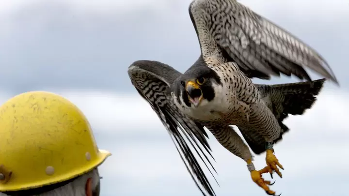 Fastest Birds on Earth