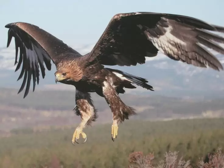 . Golden Eagle: America's High-Speed Predator