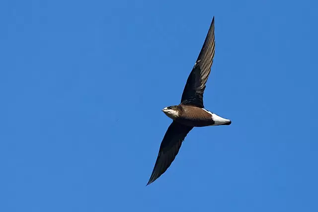 White Throated Needletail: The Rapid Migrator