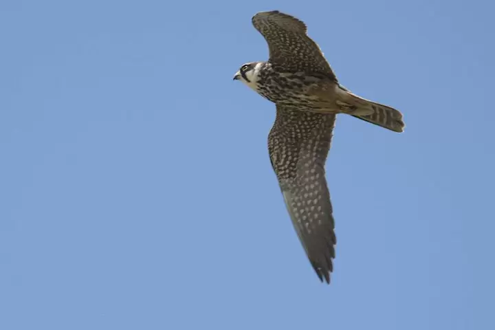 Eurasian Hobby: The Agile Hunter